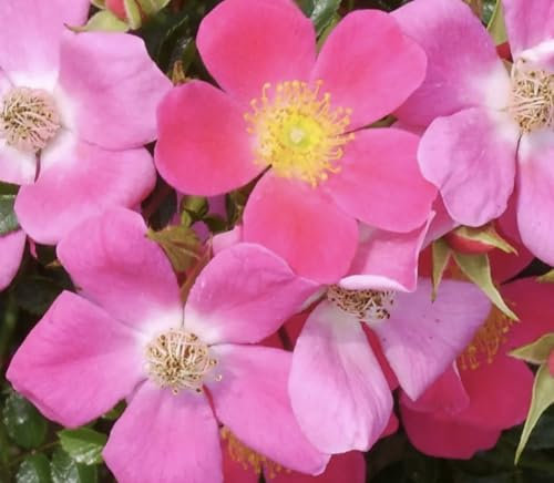 Hertfordshire - Pink Ground Cover Rose - Bare Root