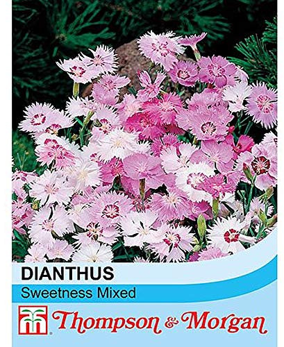 Dianthus plumarius 'Sweetness Mixed' Pink Carnation Hardy Perennial Flowers Flowering Garden Plants Grow Your Own 1 x Seed Packet (50 Seeds) Dianthus plumarius 'Sweetness Mixed' by Thompson and Morgan