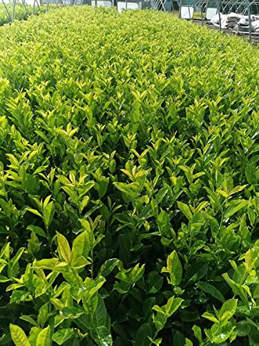 [x15] Cherry Laurel | Evergreen Hedging | Fast Growing | 30-60cm | P9 Pots