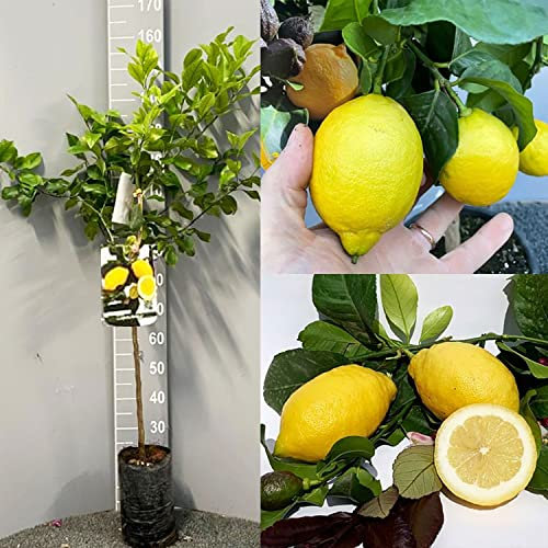 SAVINI VIVAI Plante de citron Arbre d'agrumes Carrubaro Citron à arbre Fitocella hauteur 100-120 cm 1 ans de greffe Made Italy