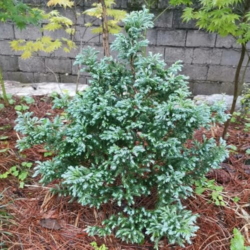 semi resistenti di cipresso - all'esterno da giardino e decorative per balcone ornamentale 200pcs