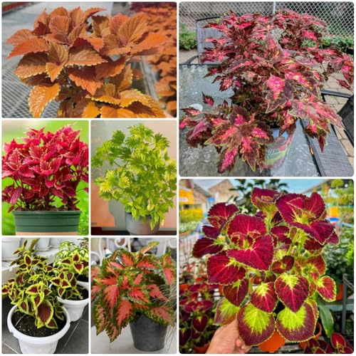 Buntnessel, gartenpflanzen winterhart mehrjährig Coleus scutellarioides, für sonnige plätze kübelpflanzen gartenarbeit geschenk blumensamen pflanzensamen 50Samen