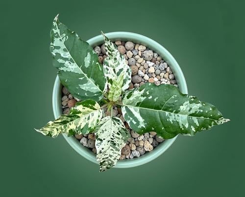 Ficus Snowstorm - seltene panaschierte Zimmerpflanze mit weiß-grünem Schneesturm-Muster - rau texturierte Blätter - Sammler-Ficus im 8 cm Topf, ca. 12 cm