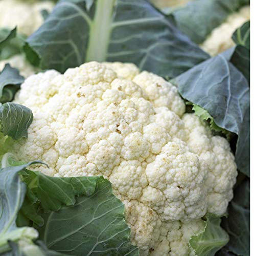 Cauliflower - All Year Round - Vegetable Allotment Garden Seeds