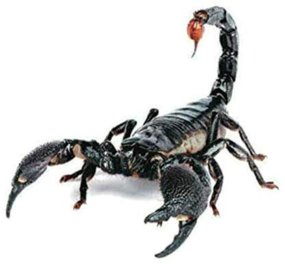 3D Skorpion Autoaufkleber Sticker Sternzeichen Tuning Tier Aufkleber Skorpione Mehrfarbig