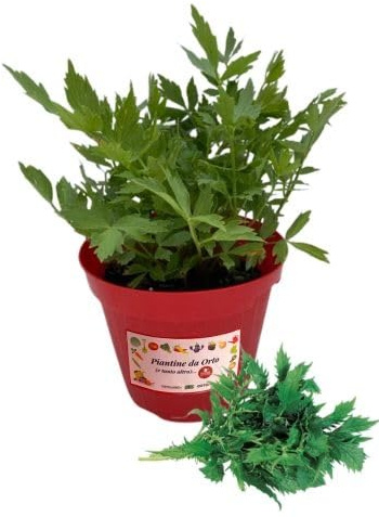 P. Piantine da Orto | Valeriana, Pianta in Vaso Diametro 14 cm, Pianta Pronta per il Trapianto, Pianta Vera da Esterno, Vivaio Italiano