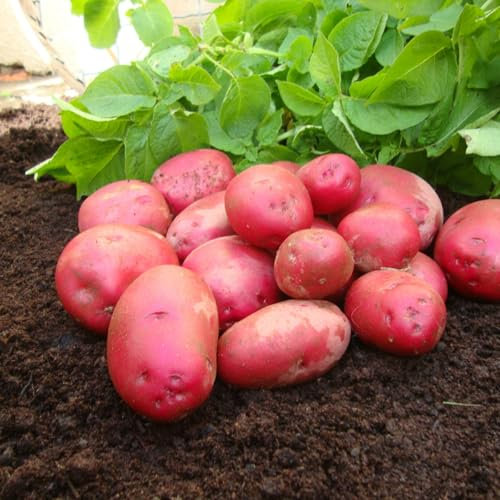 Carbeth Plants - Seed Potatoes Caledonian Rose - 11 Red Maincrop Tubers for Summer Harvesting - All Rounders for Roasting, Baking & Mashing - High Yielding Easy to Grow Disease Resistant Variety