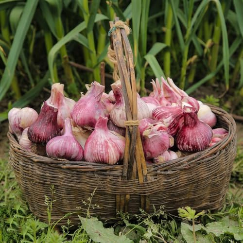 ajo - ajo para de balcón de elefante invierno para en resistentes jardín elefante jardín cobertura del suelo regalos sostenibles 4pcs