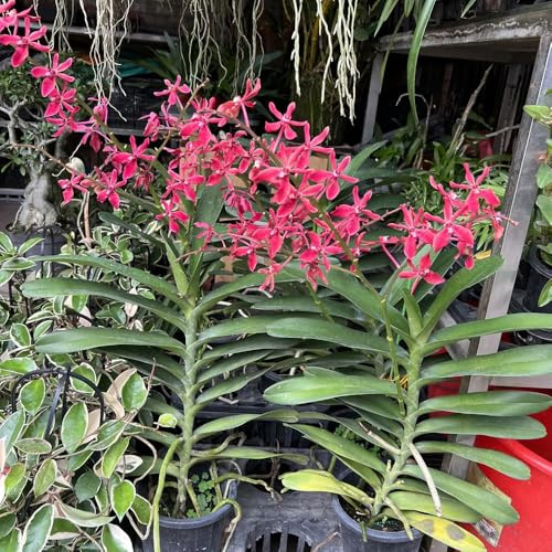 semi di orchidea vanda, resistenti per il giardino orchidee d'appartamento che purificano l'aria da balcone resistenti perenni tetto verde, primaverile 350pcs