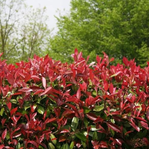 Photinia Red Robin - Photinia xfraseri Red Robin 80/100cm Pot 5L ? Arbuste pour Haie et Jardin