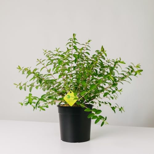 Plantì HYPERICUM HIDECOTE Arbusto sempreverde da esterno, vaso da 19 cm. Piante vere per giardino e terrazzo con fiori gialli brillanti. 6 mesi di concimazione inclusi
