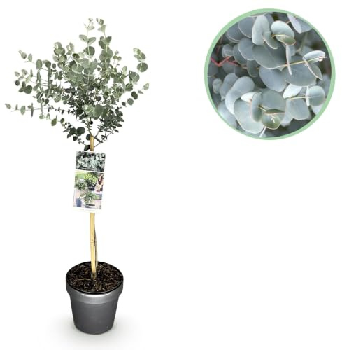 GreenboutiQ - Pflanzen auf Stamm - Eucalyptus gunni Azure - Terrassenpflanze - Immergrün - Winterhart - Graues Blatt - Topf 19 cm Höhe 90 cm