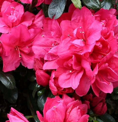 Japanische Azalee Arabesk 15-20cm - Rhododendron obtusum - Zwerg Alpenrose - lebende Gartenpflanze aus den Baumschulen