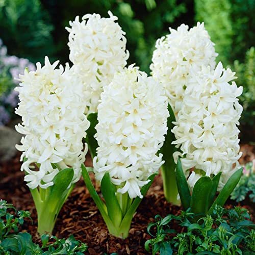 Blue Magic Design 5 prepared fragrant garden bedding Carnegie White Hyacinth corm perennial plants-16/17cm flower bulb - Summer Autumn gardening