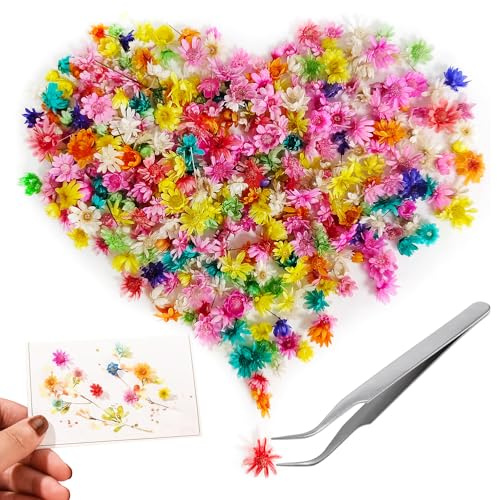 561 Stück Trockenblumen Getrocknete Blumen Trockenblumen zum Basteln | Trockenblumen Deko für Duftkerzen Seifenherstellung DIY Nagelkunst Handyhülle Schmuck Ohrringe Schleierkraut Getrocknet