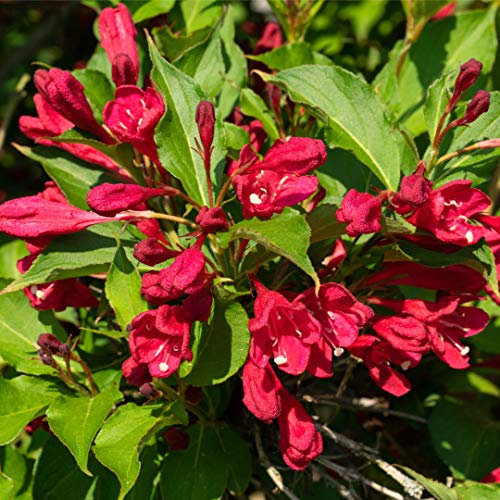 Weigela Bristol Ruby in 2L Pot, Lovely Deep Red Bell-Shaped Flowers 3fatpigs®