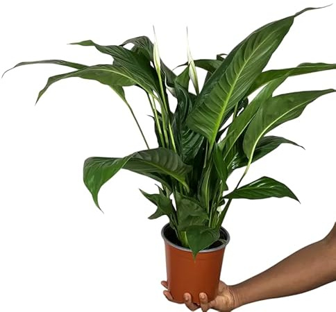 Planta Espatifilo Natural – Spathiphyllum – Lirio de la Paz con Floración Blanca
