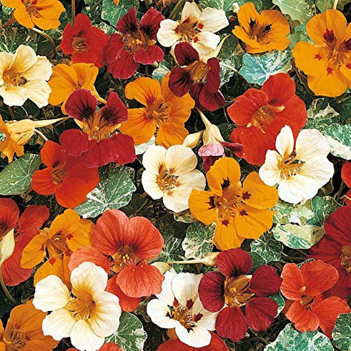 50 Nasturtium Climbing Jewel of Africa Seeds - Tropaeolum Majus - Mixed Colours