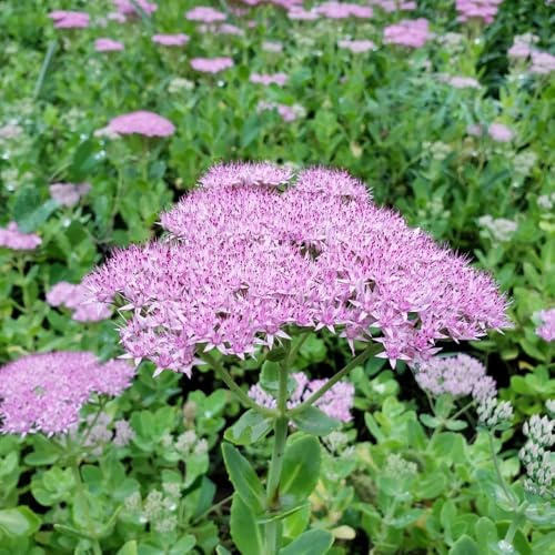 fetthenne pflanzensamen Seltene Serie Zierblumen Duftend gartenpflanzen zimmerpflanzen blühende wildblumensamen bodendecker winterhart mehrjährig 500samen