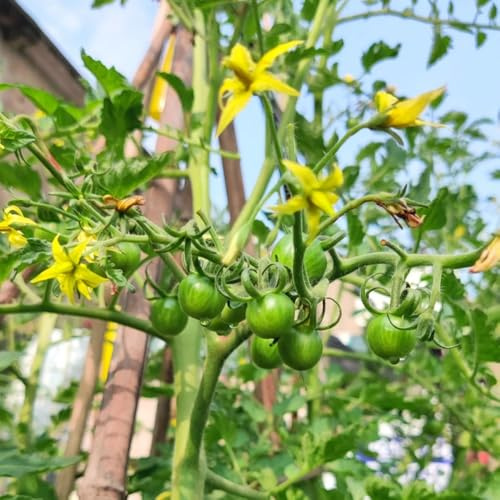 tomatensamen alte sorten - balkon deko garten bio 150pcs