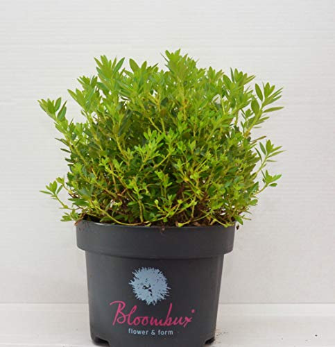 !!WELTNEUHEIT!! Bloombux® – flower & form by INKARHO® 30-35 im 5 Liter Pflanzcontainer