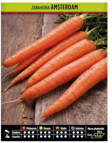 Semillas Hortícolas - Zanahoria Amsterdam - Semillas listas para plantar.