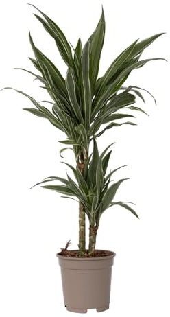 Plant in a Box - Dracaena deremensis 'Warneckei' - Zimmerpflanze - Drachenbaum - Topfgröße 17cm - Höhe 60-70cm