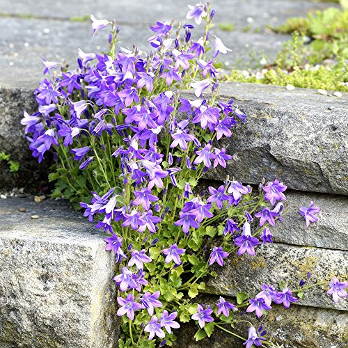 Fleur Serbo, Cascata semi-bleue - Campanula Pocharskyana