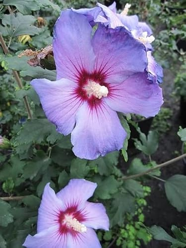 Garten Eibisch Oiseau bleu - Hibiscus syriacus Oiseau bleu (40-60)