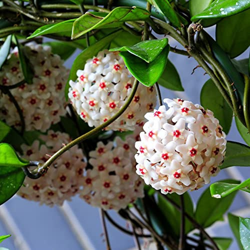 hoya sommerblumen schmetterlingsflieder blumenwiesensaat blumensaat kräutersamen dachbegrünung blumengarten pflanzensamen exotisch schnittblumen frühlingsblumen biosaatgut heilkräuter 200samen