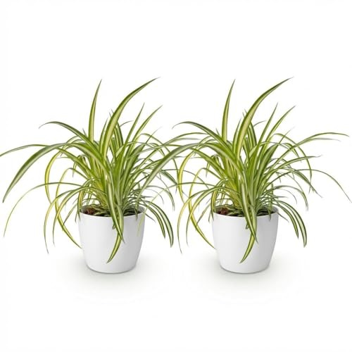 Green boutiQ - Plante d'intérieur - Chlorophytum comosum Variegatum - Plante Araignée Panachée - Plante Amie des Animaux - Verte - 2 Plantes - avec Potter Blanc - Pot 12cm - Hauteur 20cm
