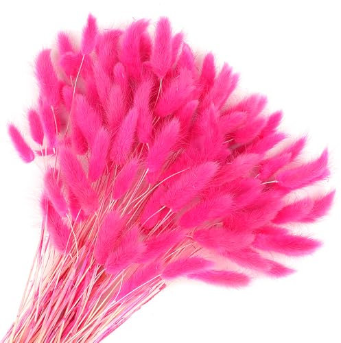 Songjum 120 colas de conejo secas, flores, colas de conejo lagurus, decoración de hierba de las pampas, color rojo rosa, decoración de hierba seca para arreglos florales, ramos de boda, decoración del