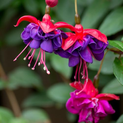 Fuchsien - hängepflanzen winterhart mehrjährig gartensamen blumensaat gartenblumen mehrjährig winterhart hochbeet balkon Fuchsiensamen frühlingsblumen winterharte 40samen