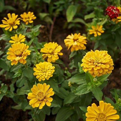 ziniensamen garten hochbeet balkonpflanzen frühling gartenkräuter balkongewächshäuser immergrüne kletterpflanze sommerblumen bonsai topf schnittblumen schmetterlingsflieder pflanztopf 750samen