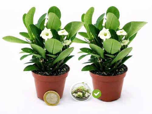 POWERS TO FLOWERS - EUPHORBIA VULCANA BIANCA, 2 PIANTE, MICRO IDEALE PER TERRARIUM, VASO 5,5CM, spina di cristo, pianta vera