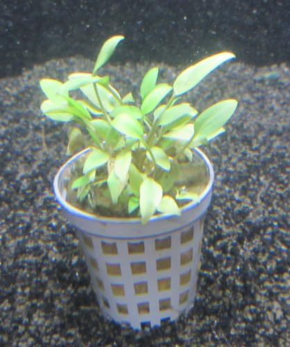 florari Cryptocoryne becketti/Beckettis Wasserkelch im Topf