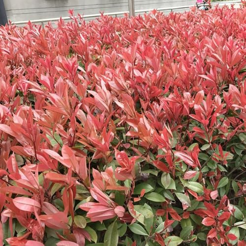 Photinia red robin - giardino riverdimento tetti giardino arredamento interni ufficio balcone con letti elevati semi 600pcs