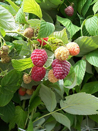 Framboisier Heritage C 5 Litres