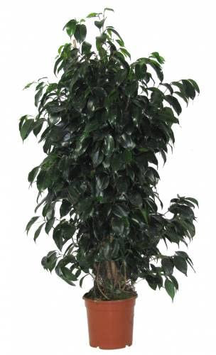 Planta Grande de Interior Hojas Verdes Ficus Benjamina Natural Árbol Interior