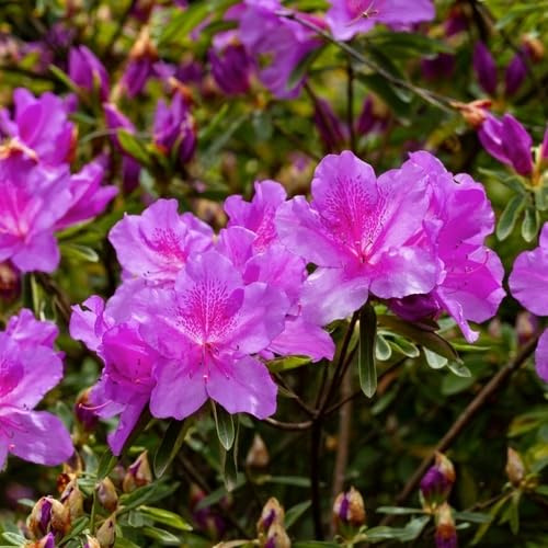 100 Stück lila Rhododendron-Azaleen-Blumensamen