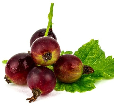 Gooseberry Tree Plant Live, Gooseberry Bush Live Plant, 5-9 Inch Tall, Gooseberry Plant Live for Planting Outdoors (Jeanne Gooseberry)