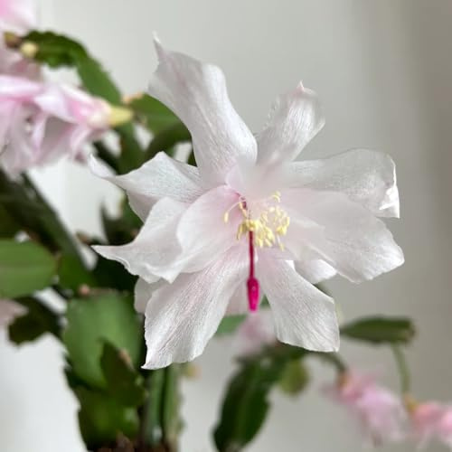 50 piezas Semillas de cactus navideños, Schlumbergera, abejas prado bonsai maceta, Schlumbergera truncata, productos sostenibles decoración floral Semillas de flores regalo decoración