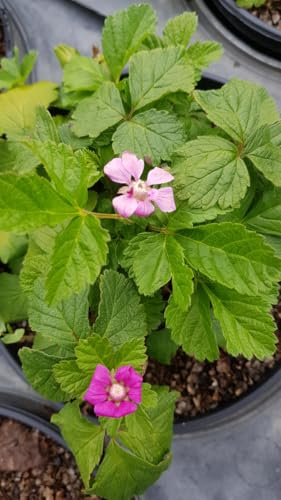 Rubus arcticus 'Marika' / Framboisier nain arctique/Godet/Fruitier
