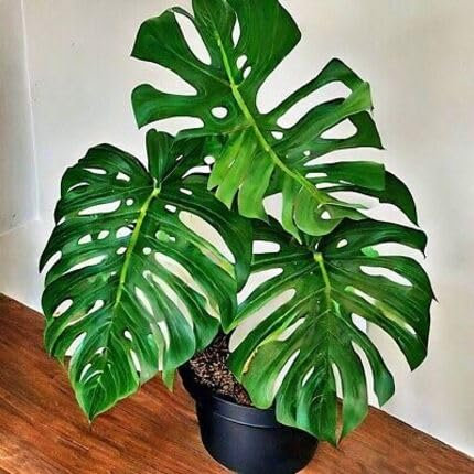50pcs New Fresh Monstera Plant Seeds Green