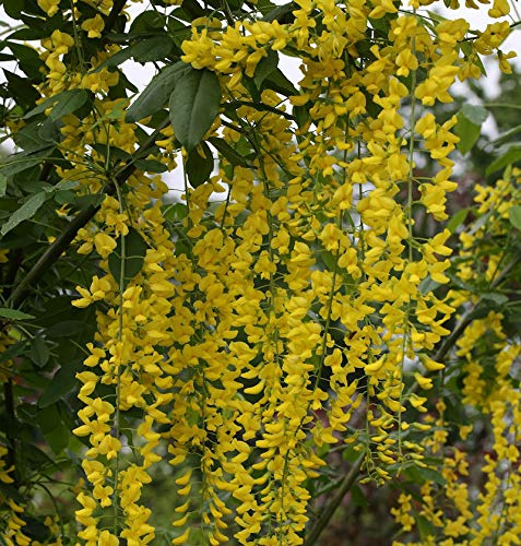 Edel Goldregen 40-60cm - Laburnum watereri Vossii - lebende Gartenpflanze aus den Baumschulen