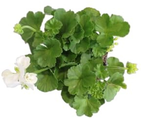 DECOALIVE Geranio Blanco Natural – Planta Viva con Floración Continua – Ideal para Espacios Verdes