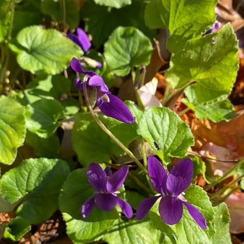 semillas de violetas perfumadas, perenne resistente viola odorata, balcón resistentes Las de balcón perennes 300pcs