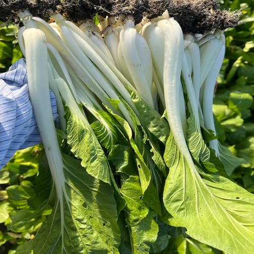 semillas de pak choi interior jardín exóticas balcón decoración 400pcs
