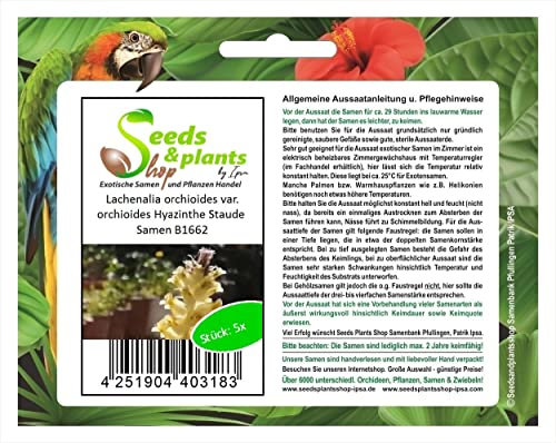 Stk - 5x Lachenalia orchioides var. orchioides Hyazinthe Staude Samen B1662 - Seeds & Plants Shop by Ipsa