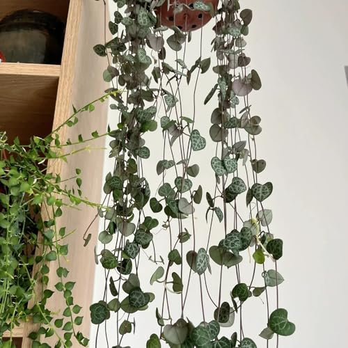 50 pcs Ceropegia Woodii Samen hochbeete für garten flower gartensamen Leuchterblume Pflanze pflanzensamen steingartenpflanzen winterhart gartendeko für draußen dekopflanzen seed winterharte